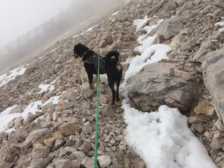 Mit Hund auf die Zugspitze Bergtour Komoot