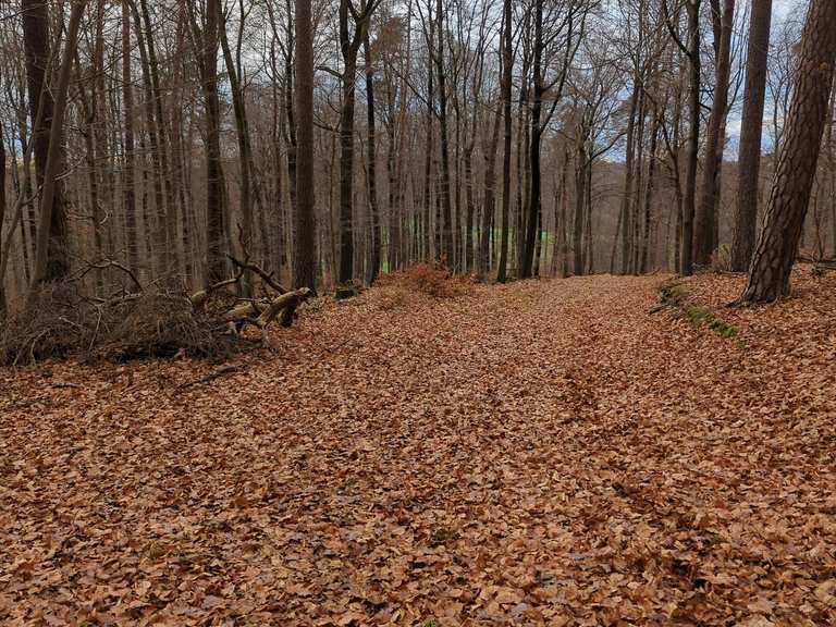 Zu Fuß quer durch den Wald nach Hetschbach, zum Jonny escursione komoot