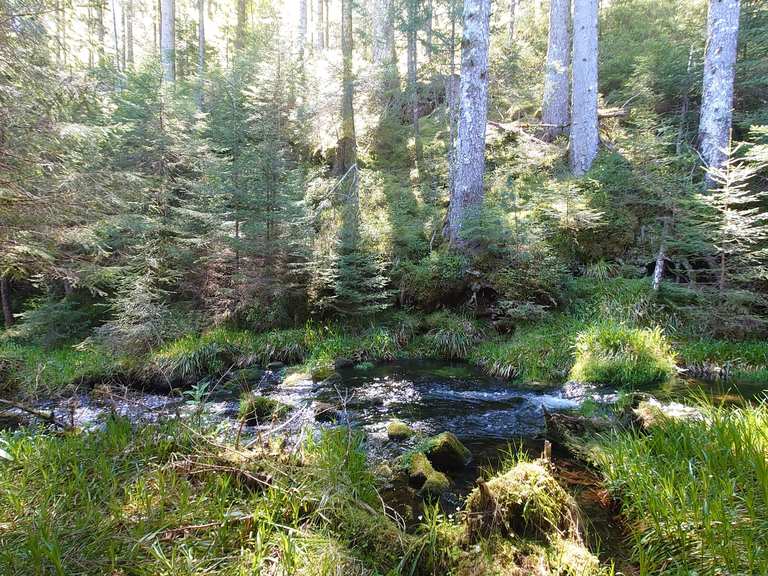 Schwarzwald Mittelweg | Komoot