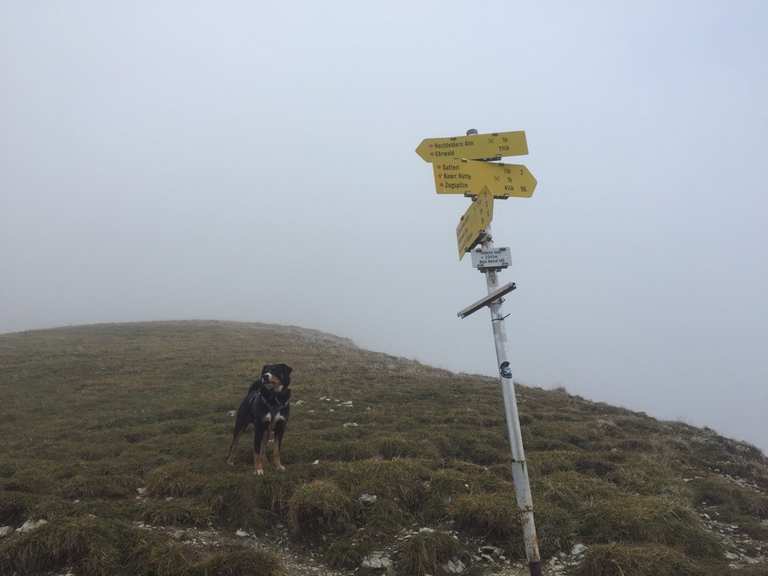 Mit Hund auf die Zugspitze Bergtour Komoot