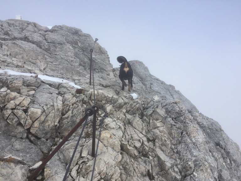 Mit Hund auf die Zugspitze Bergtour Komoot