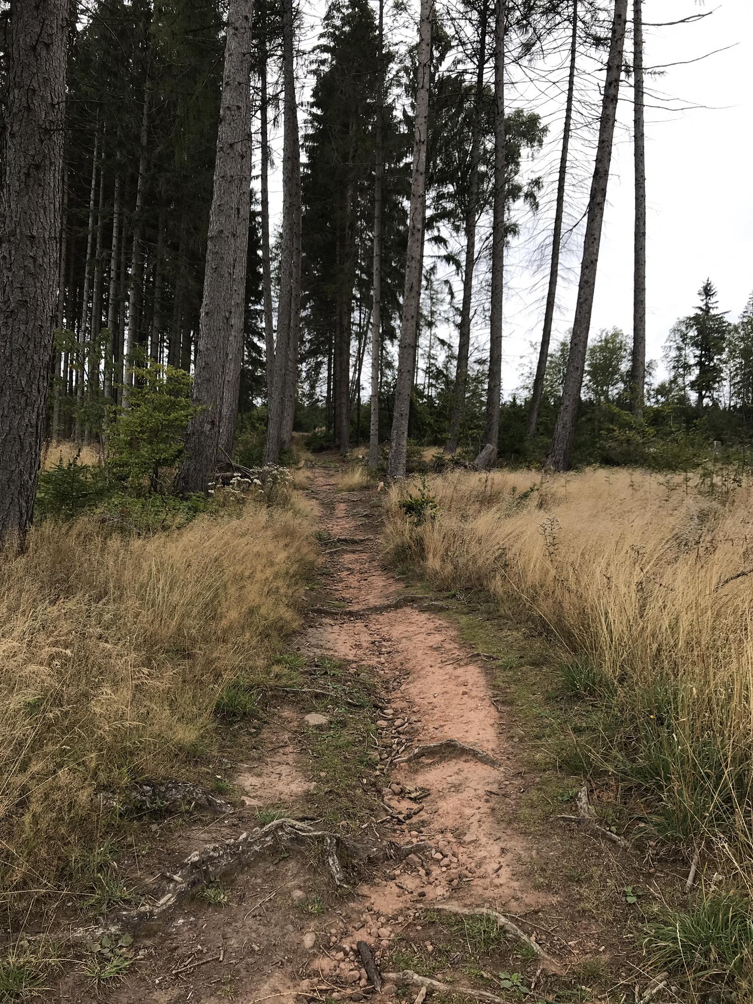 Großalmerode - Bilstein P14 Premiumweg | Wanderung | Komoot