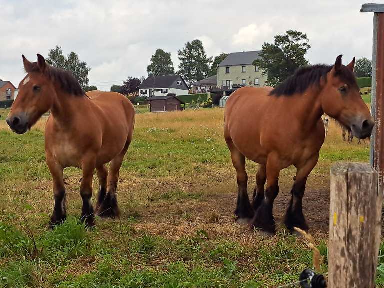 Chenogne. Wanderung Komoot