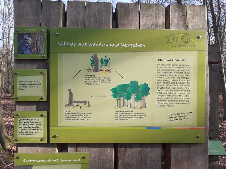 Dämmer Wald Waldbachtrail EMountainbikeTour Komoot