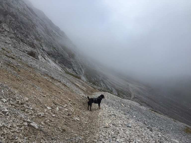 Mit Hund auf die Zugspitze Bergtour Komoot