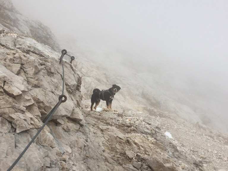 Mit Hund auf die Zugspitze Bergtour Komoot