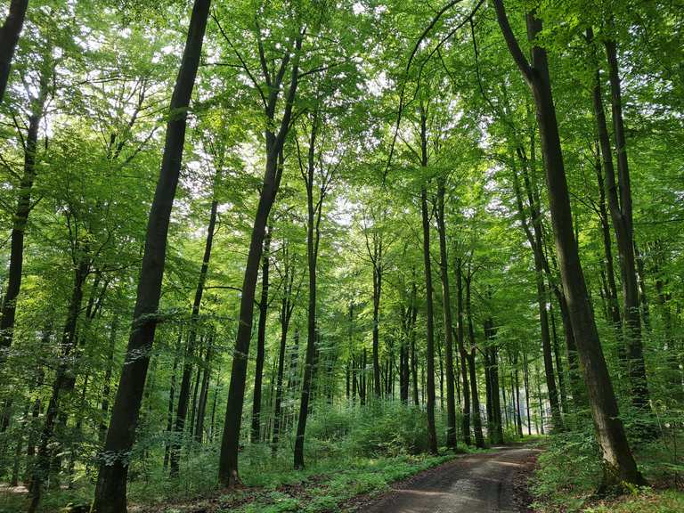 Kompass Teuto Tour 23 - Beutling/Wellingholzhausen | Wanderung | Komoot