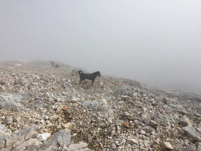 Mit Hund auf die Zugspitze Bergtour Komoot