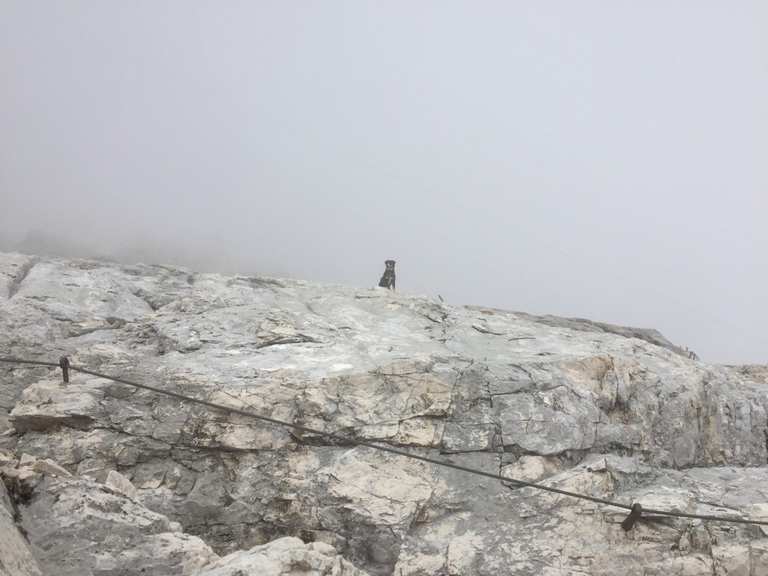 Mit Hund auf die Zugspitze Bergtour Komoot