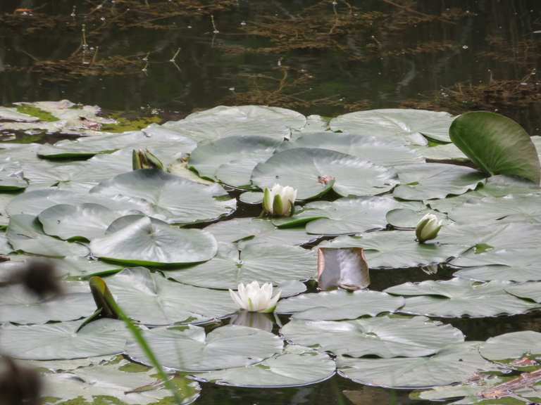 Naturschutzgebiet Lengwiler Weiher 🇨🇭 Wanderung Komoot