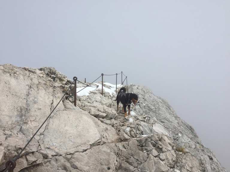 Mit Hund auf die Zugspitze Bergtour Komoot