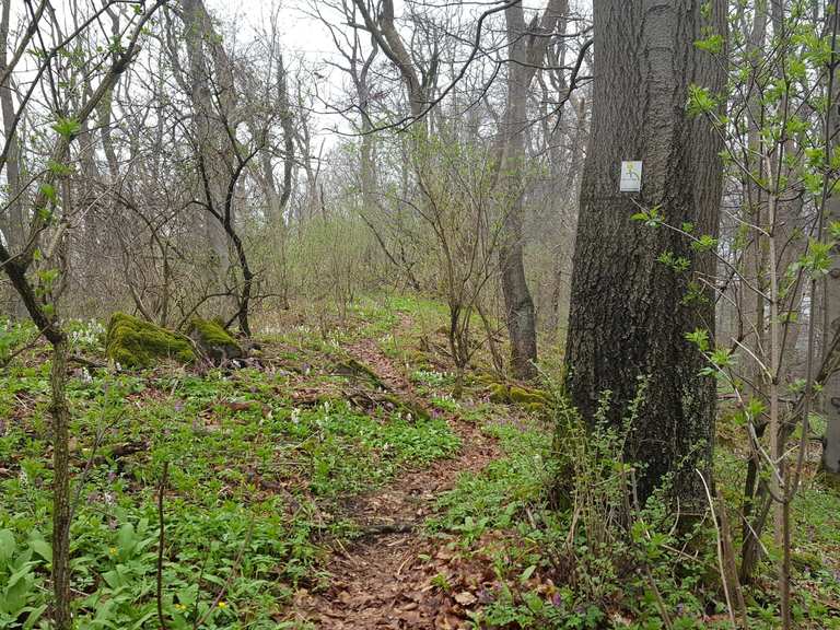 Mosterei Ockensen, Ithturm und Wasserbaum | Wanderung | Komoot