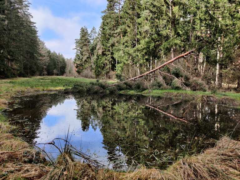 Naturpark Hirschwald In der Stille des Waldes Wanderung Komoot