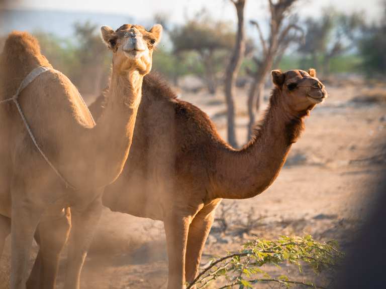 Tag 756 Kamele (ES SIND KEINE KAMELE SONDER DROMEDARE) RennradTour