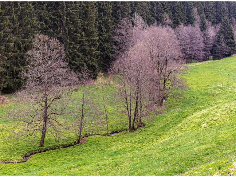 Thüringen Suhl, Dreisbachtal Wanderung Komoot