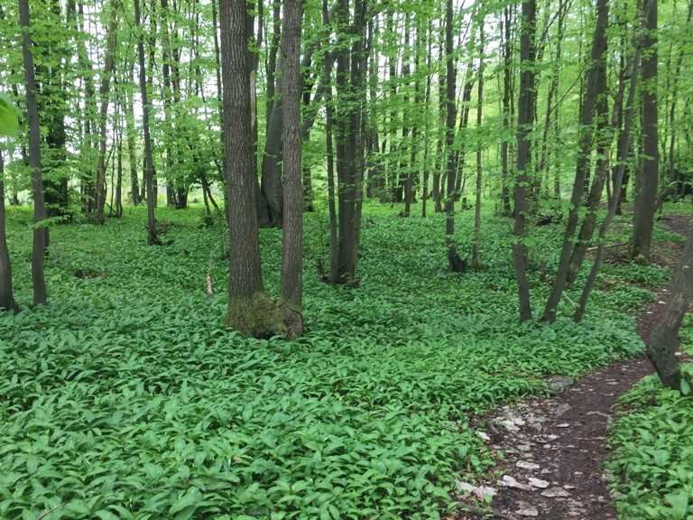 BärlauchRundwanderung Hetzles **** Wanderung Komoot