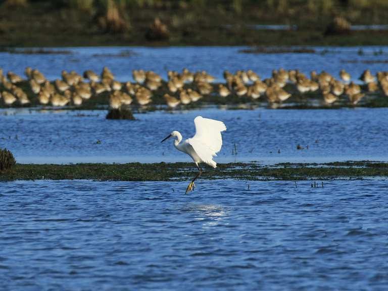 Horsey Island Nature Reserve Cycle Tour | bike Tour | Komoot