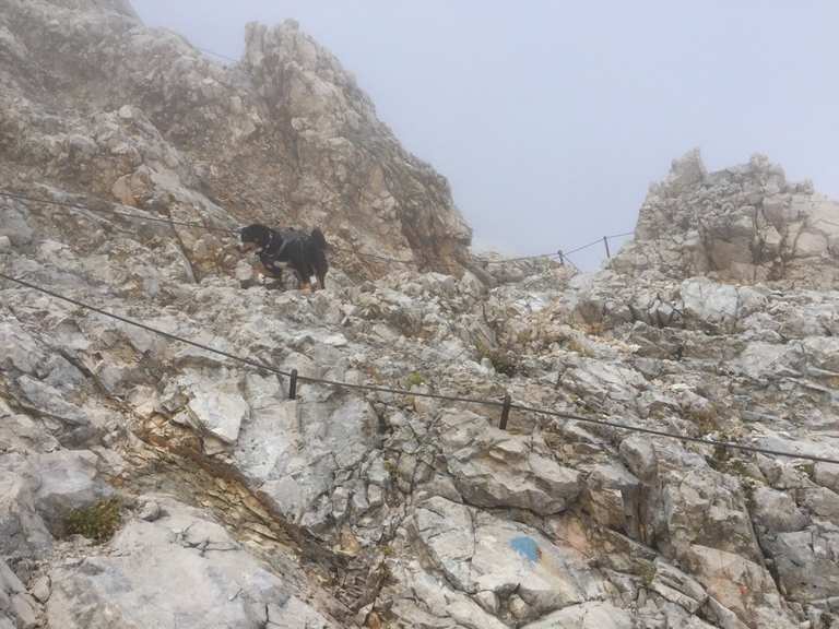 Mit Hund auf die Zugspitze Bergtour Komoot