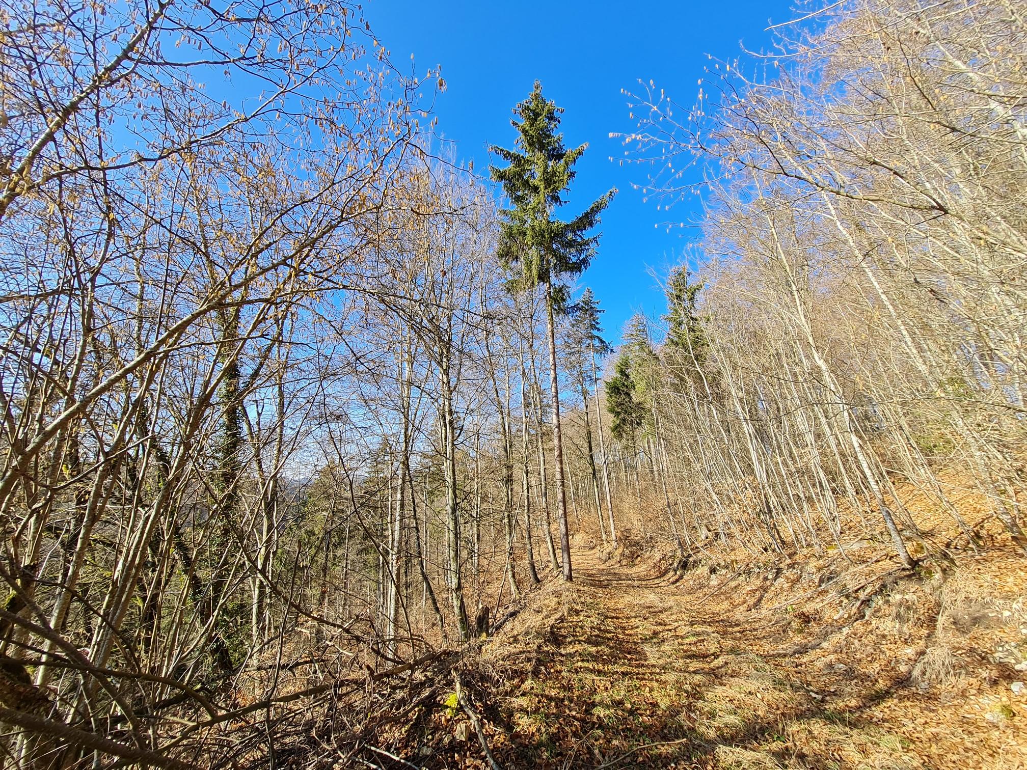 Vergessene Pfade - Grosser Fels | Wanderung | Komoot