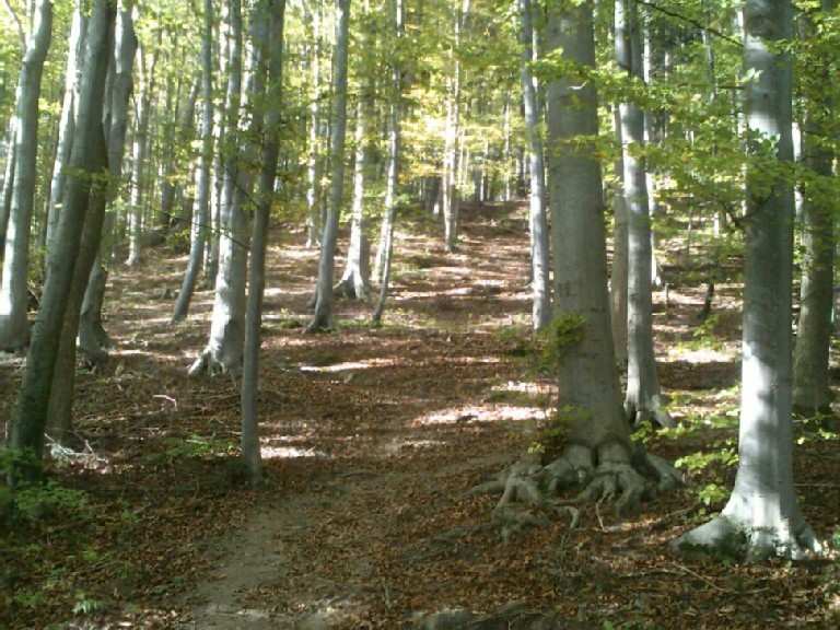 Große Kummenberg Runde Wanderung Komoot