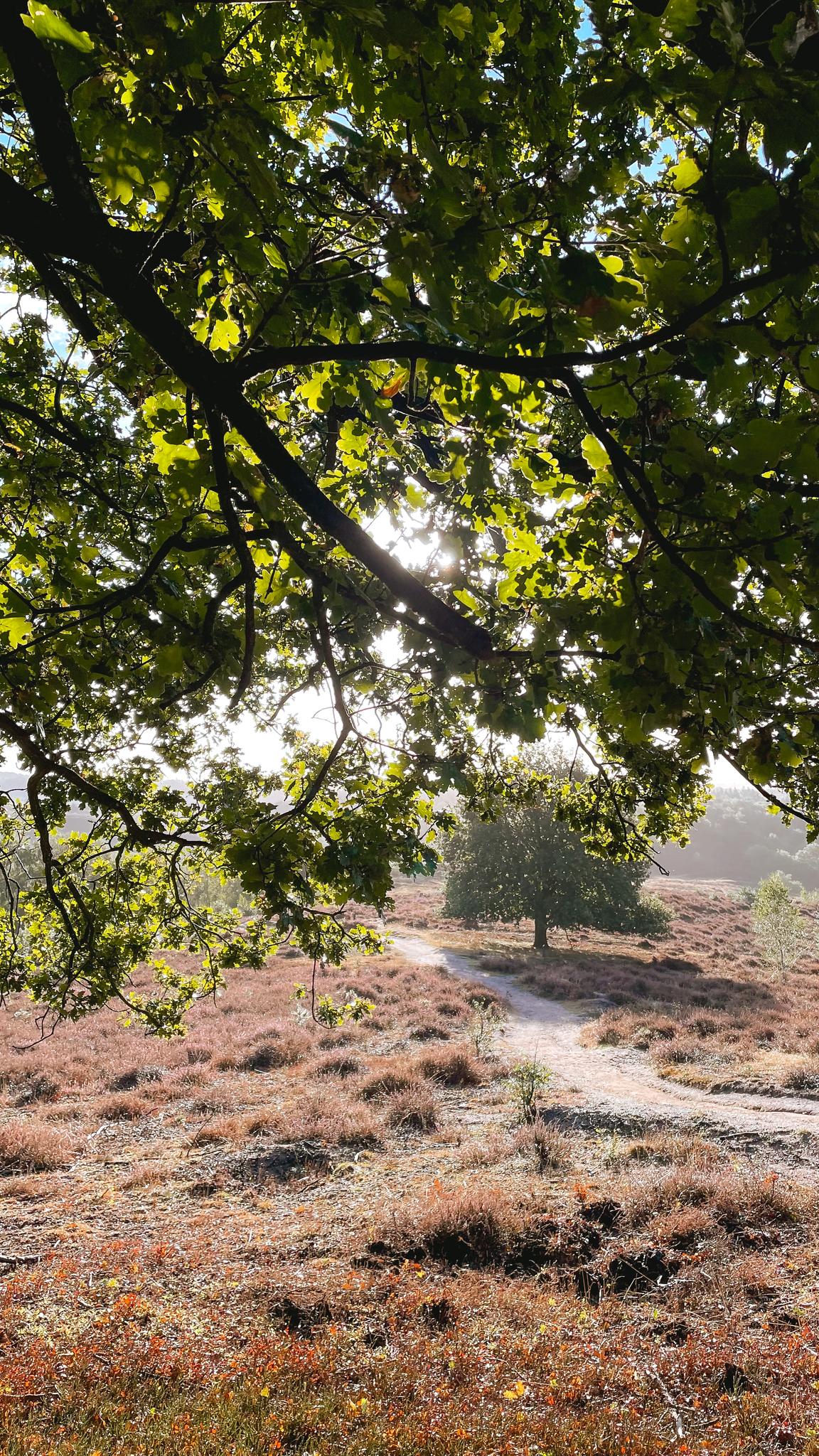 Wandelroute Herikhuizen | Wandeling | Komoot