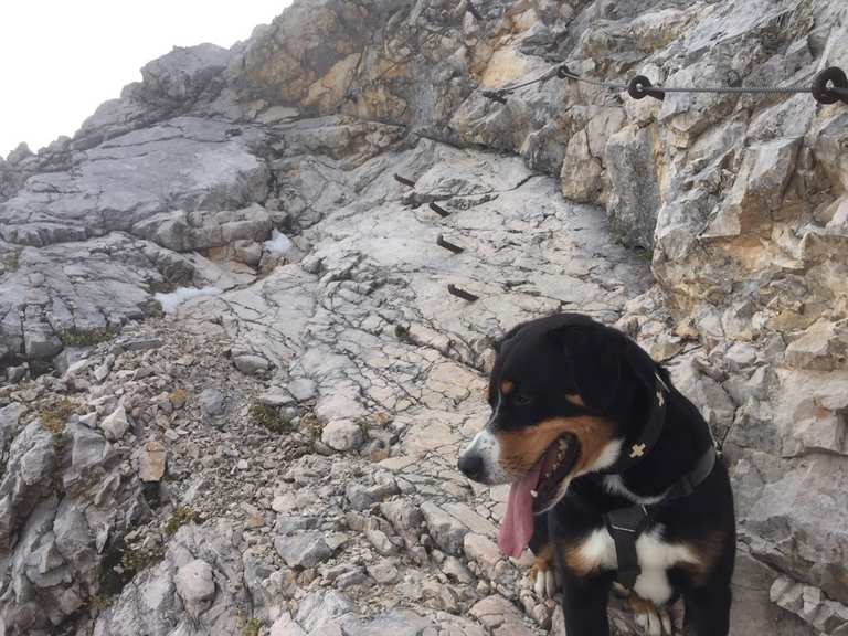 Mit Hund auf die Zugspitze Bergtour Komoot