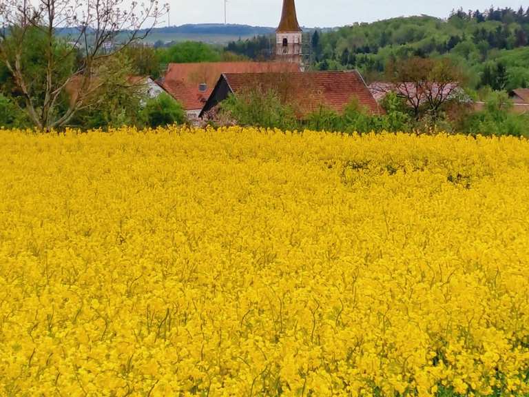 Berching - regnerische Kreizlrunde bei Thann | Wanderung | Komoot