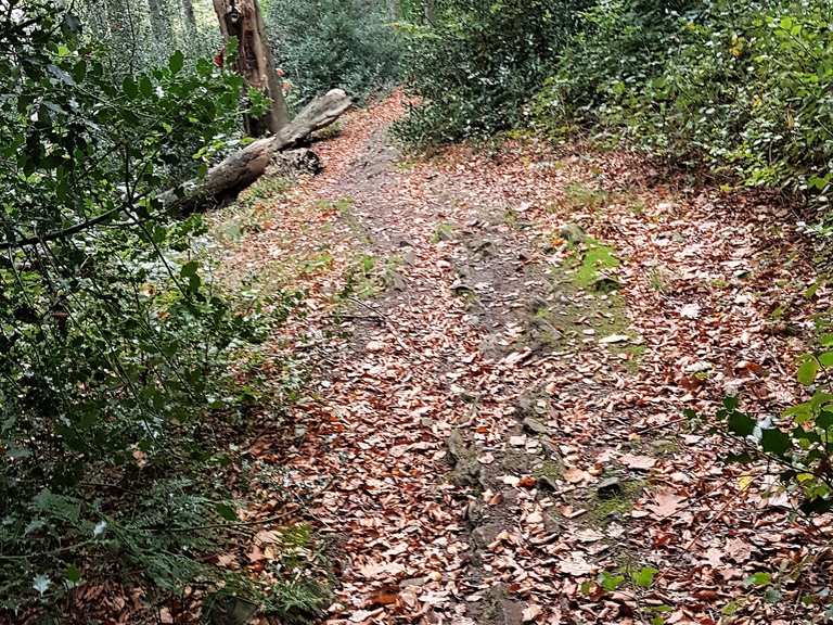 Trails Rund Um Kemnader See 26 10 2017 Mountain Bike Tour Komoot