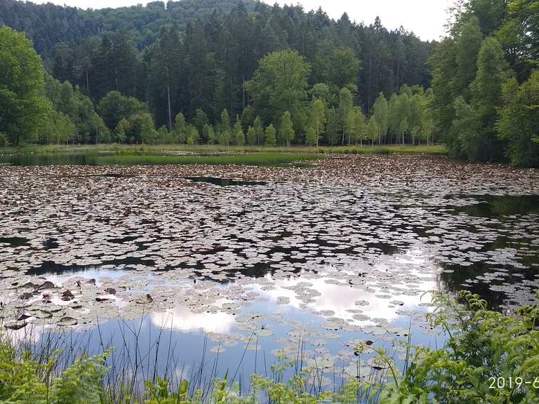 PirmasensMoosbachtal bei DahnPirmasens bike Tour Komoot