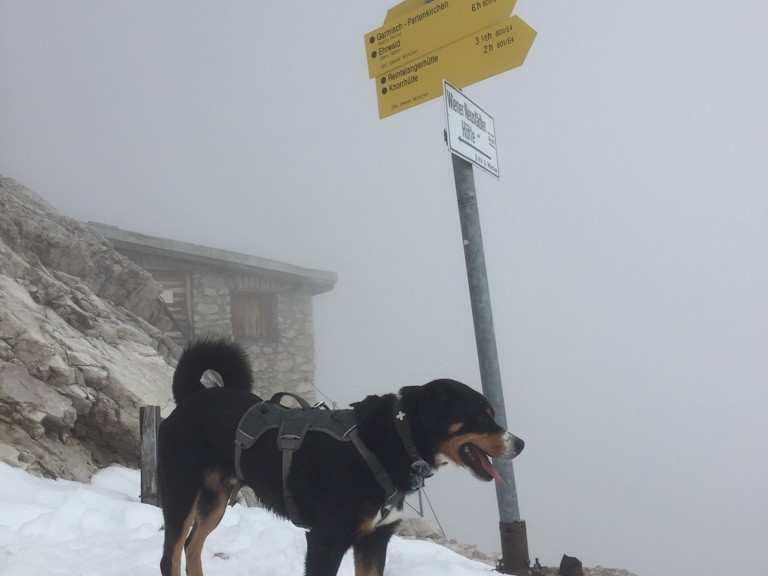 Mit Hund auf die Zugspitze Bergtour Komoot