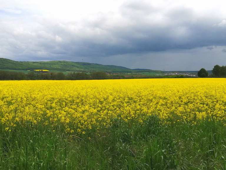 Apelern⛪Rittergut/Mausoleum Münchhausen🏰Schloss Hammerstein🍅Weg