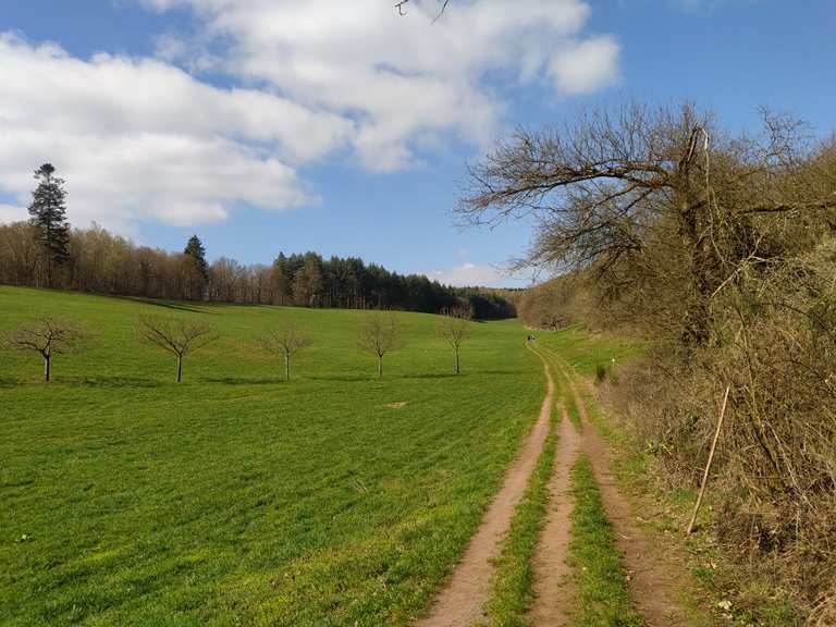 Waldsaumpfad Losheim Hausbach | hike | Komoot