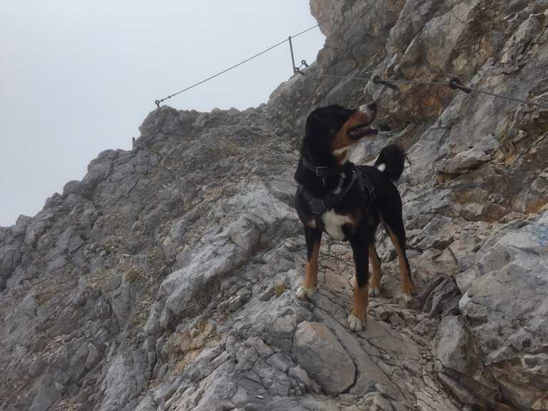 Mit Hund auf die Zugspitze Bergtour Komoot