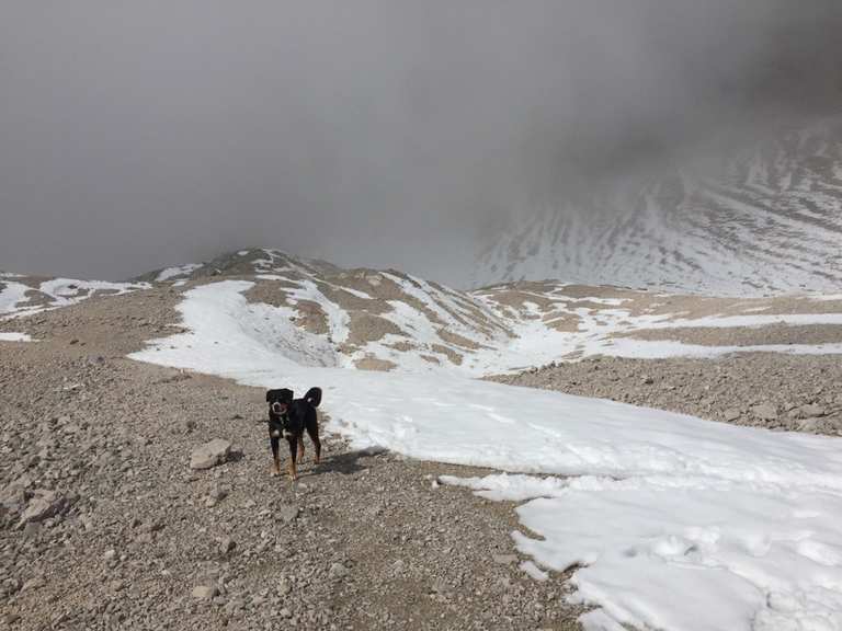 Mit Hund auf die Zugspitze Bergtour Komoot