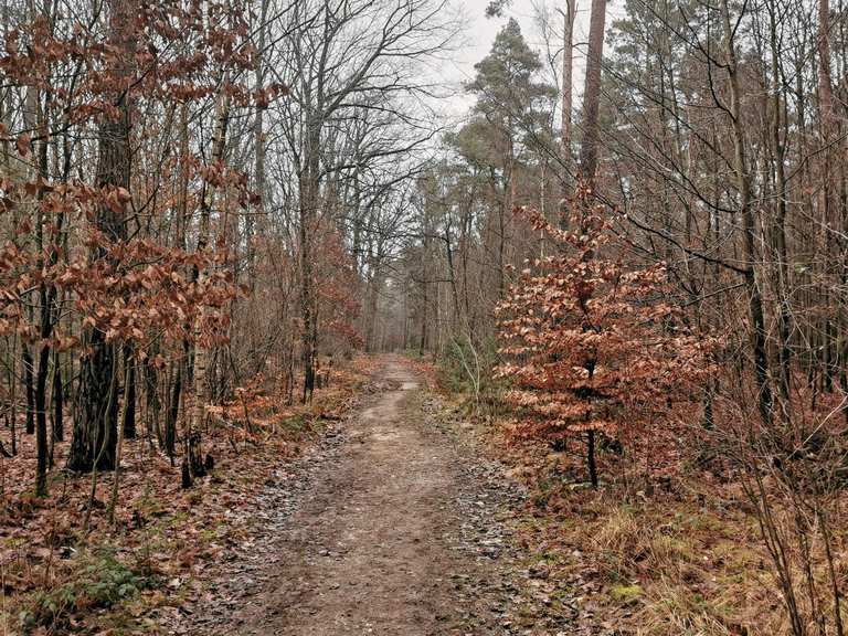 Wanderung Lüttelforst 🇩🇪 (5820) Wanderung Komoot