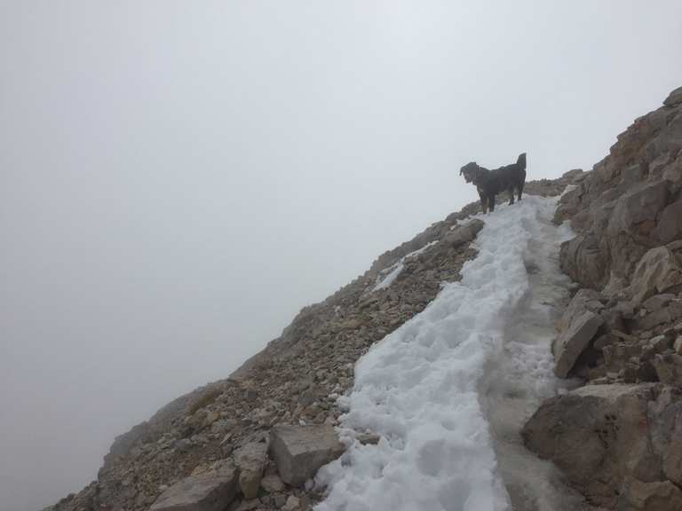 Mit Hund auf die Zugspitze Bergtour Komoot