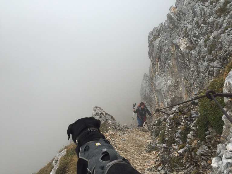 Mit Hund auf die Zugspitze Bergtour Komoot