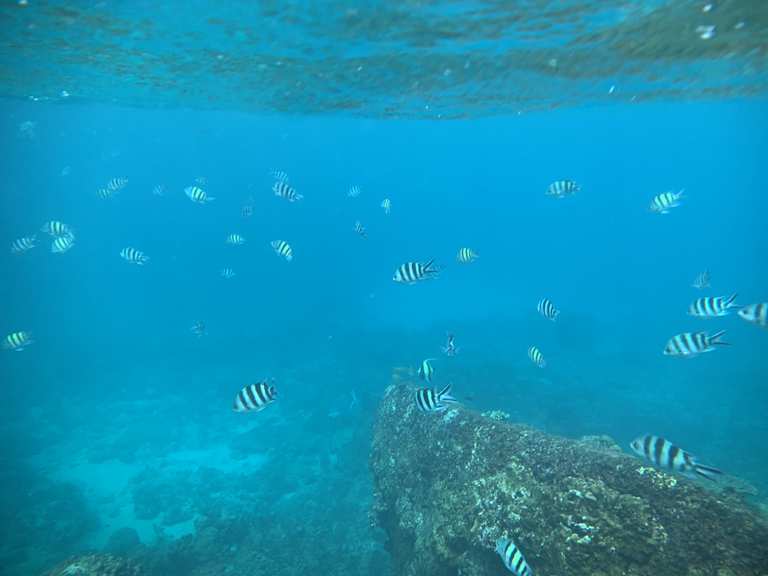 Schnorcheln 🤿 auf den Seychellen 🏝🪨🪸🦞🦀🐡🐠🐟🐢 Tour Komoot