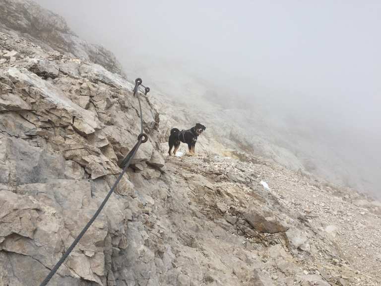 Mit Hund auf die Zugspitze Bergtour Komoot