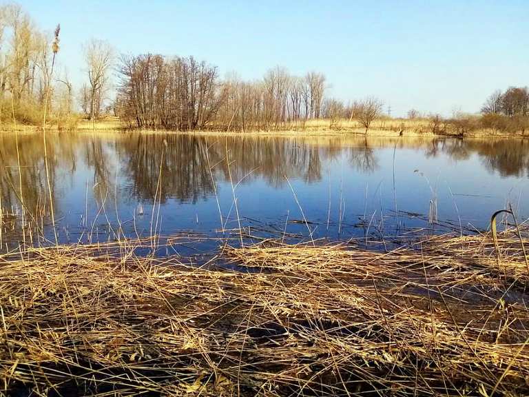 Schönerlinder Teiche, Löwenzahnpfad, Mühlenbecker Land [S Mühlenbeck