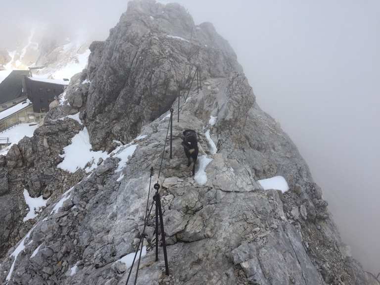 Mit Hund auf die Zugspitze Bergtour Komoot