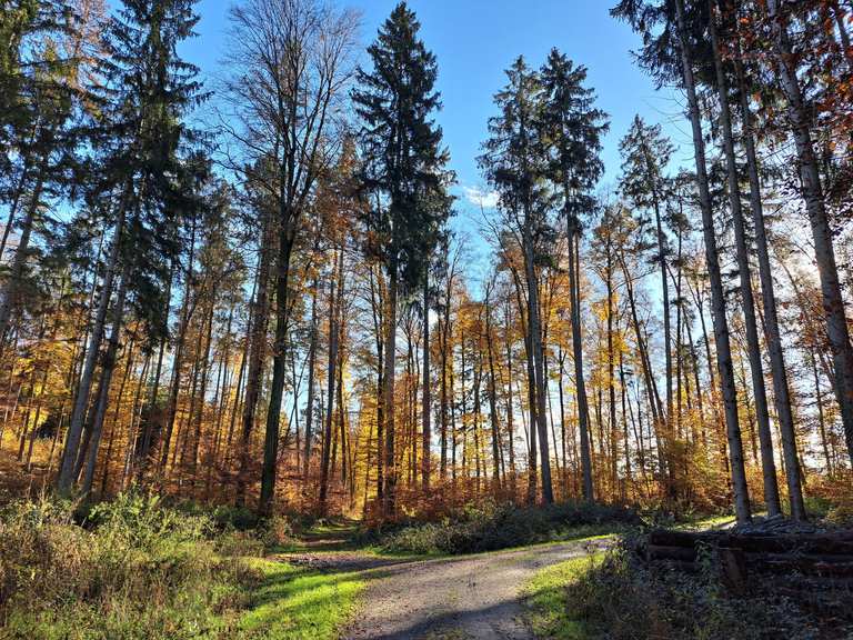 Herbstfarben 🍂🍁🍀🌤 im Tettnanger Wald 🌲🌳 und im Argental 🏞, Wanderung
