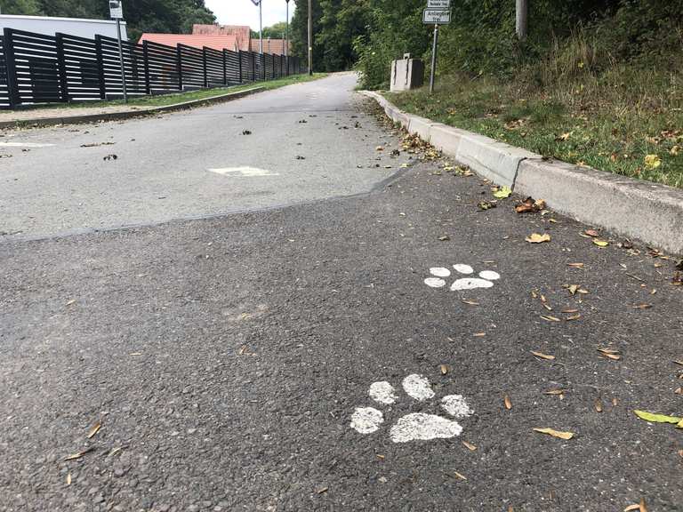 Wildkatzenpfad im Hainich | hike | Komoot