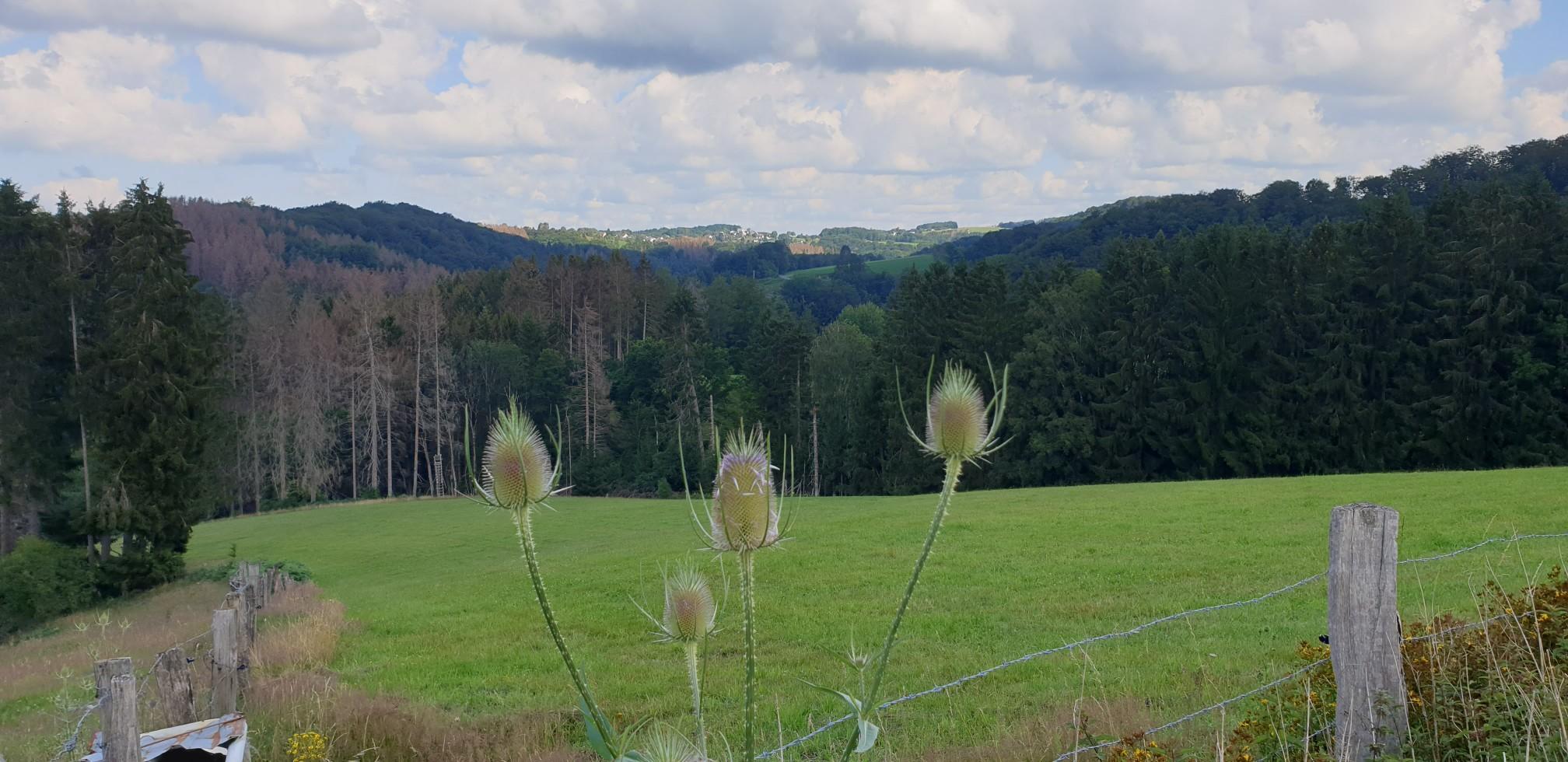19+ The Plant Panorama City