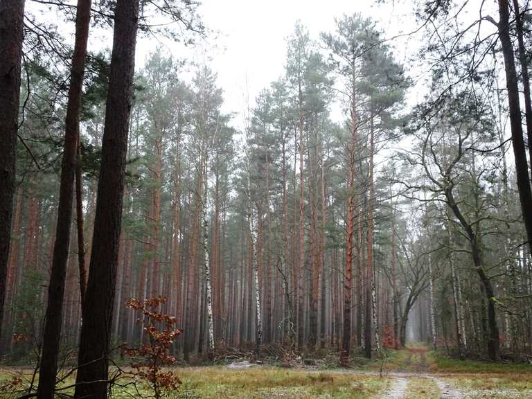 Basdorf (Gemeinde Wandlitz) Wald | Wanderung | Komoot